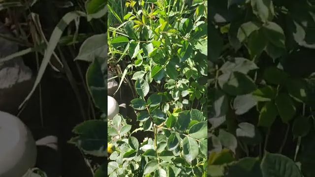 Кулинарное путешествие по миру