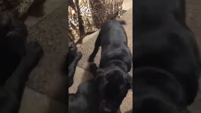 Cane corso puppy. Щенок кане корсо. Багратион ))) 4 сентября 2018 г. смотреть онлайн