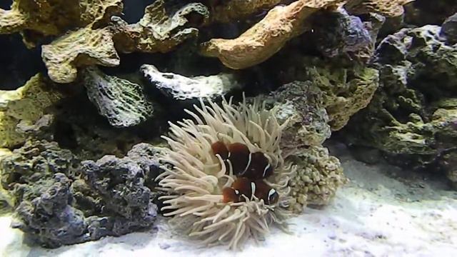 Maroon clowns day 2 смотреть онлайн