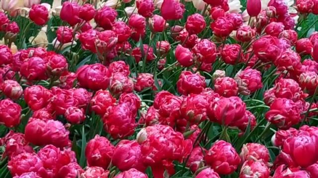 Голландский парк тюльпанов, Parque Kekenhof. История парка и тюльпанов. смотреть онлайн
