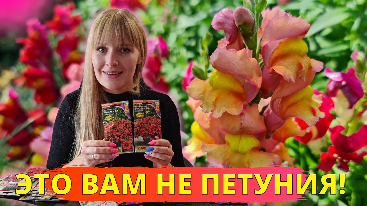 СУПЕР однолетники ДЛЯ КАШПО! Посейте, СКАЖЕТЕ СПАСИБО! смотреть онлайн