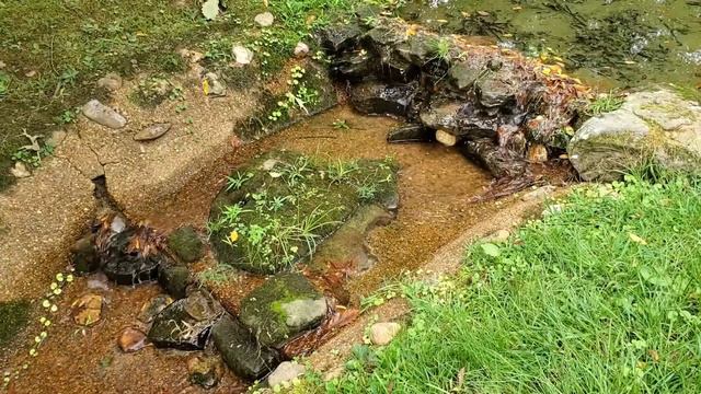 Japanese Garden of Tranquility (Seijaku-En) at Memphis Botanic Garden Special Edition! смотреть онлайн
