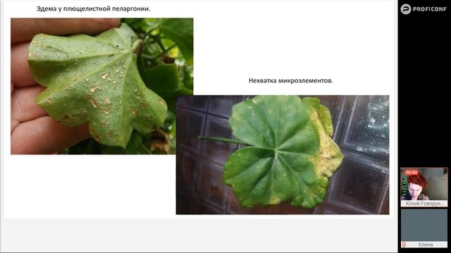 Пеларгонии. Преимущества промышленных сортов смотреть онлайн