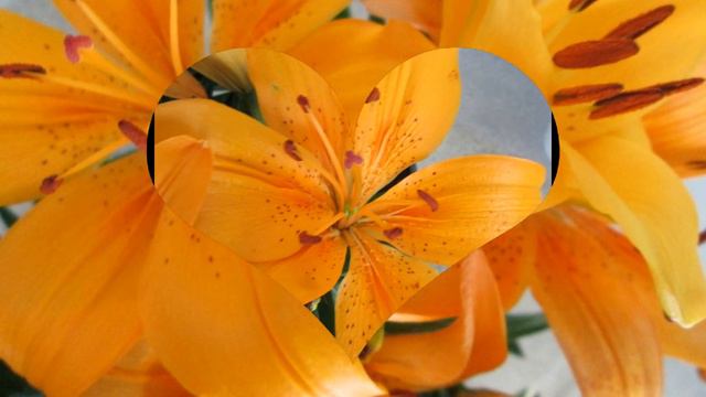 Красавицы восточные лилии BeautifulAsiaticLilies смотреть онлайн