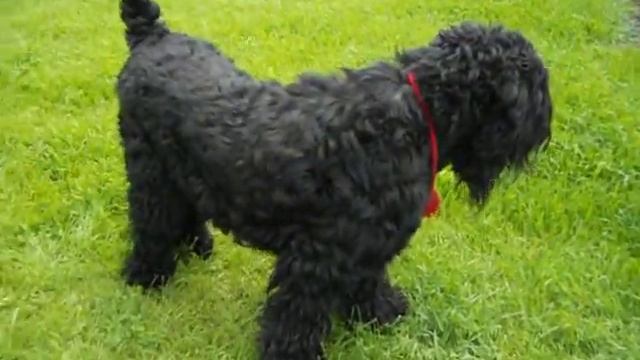 Щенки Русского Черного Терьера (РЧТ, черныши) смотреть онлайн