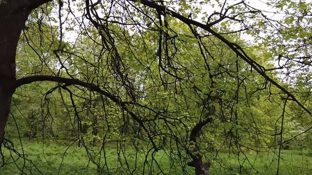 В день свадьбы невеста сбежала от мажора... Во избежание скандала, богачи нашли ему первую встречну смотреть онлайн