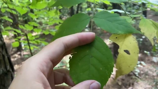 Aralia spinosa (devil's-walking-stick) смотреть онлайн