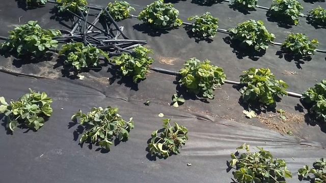 Идеальный способ натянуть агроспан на клубнику! смотреть онлайн