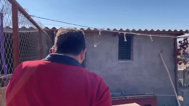 Akın Kırkız'a Hediye Güvercin Götürdüm смотреть онлайн