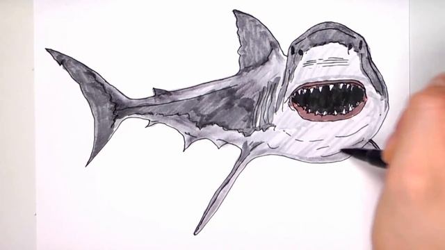 How to Draw the Great White Shark - Sea Monster Shark Color Pages for Children смотреть онлайн