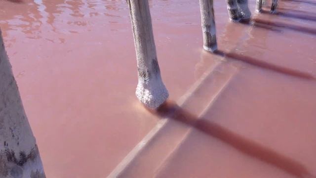? Розовое Озеро Сасык-Сиваш. Крым ? смотреть онлайн
