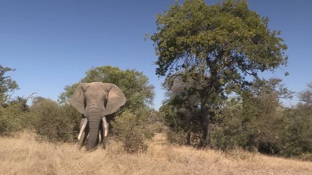 Ezulwini the Elepant Bull Elephant - South Africa Travel Channel 24 смотреть онлайн