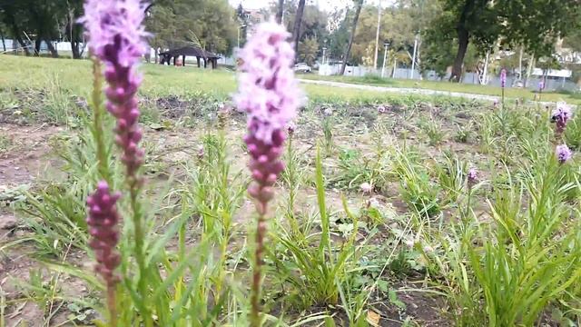 Лиатрис колосистая, фиолетовый колосок смотреть онлайн