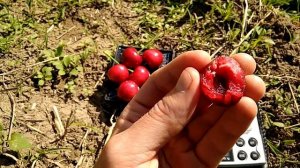 Черешня Мелитопольская Черная