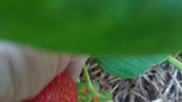 Азия из рассады фриго. смотреть онлайн