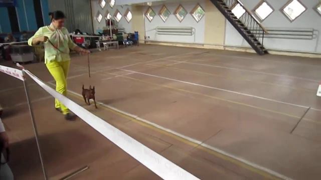 25.09.2011 г. Винница (CACIB) эксперт Inzoli Massimo (Италия) смотреть онлайн