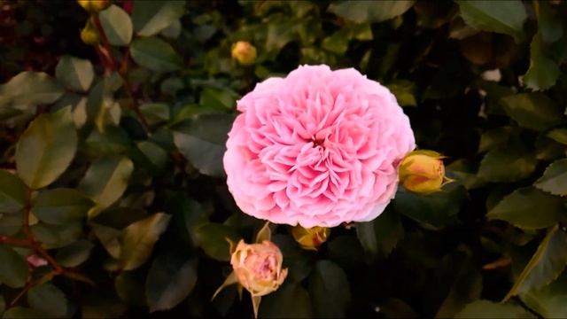 Шарифа асма и другие смотреть онлайн