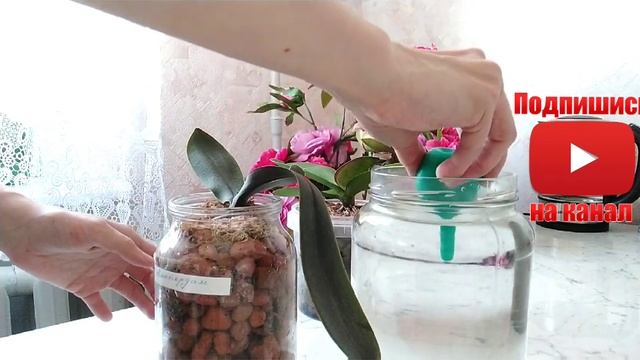 ОРХИДЕИ. ПЛЕСЕНЬ В ГОРШКЕ и НА КОРНЯХ. ЧТО Я ДЕЛАЮ!!!! смотреть онлайн