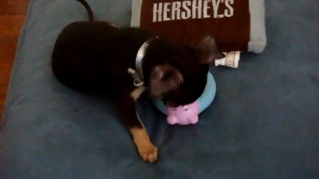 CUte baby chihuahua .Маленькая собачка любит камеру смотреть онлайн