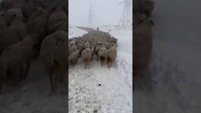 перегон скота на летние пастбища смотреть онлайн