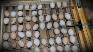 Инкубация цесарок