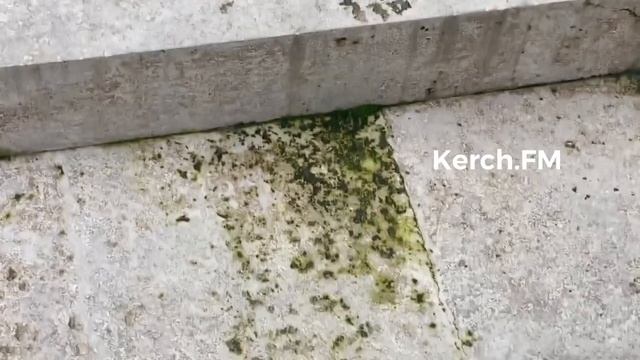 Митридатская лестница в Керчи начала зеленеть смотреть онлайн