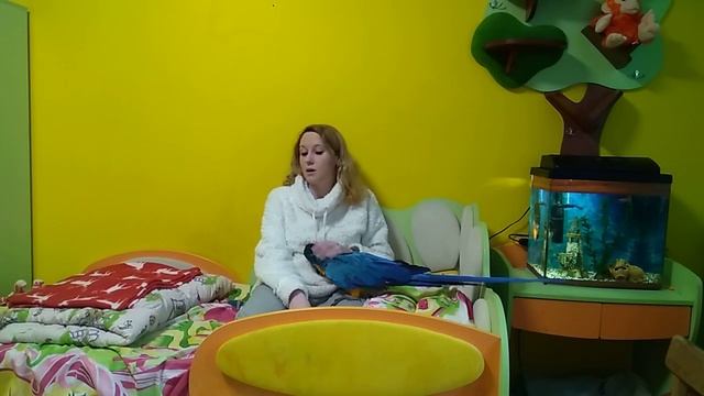 Приучение к туалету в одном месте : содержание большого попугая смотреть онлайн