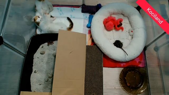 Java vs Perl смотреть онлайн