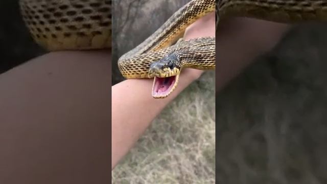 Палласов (сарматский) полоз Elaphe sauromates не ядовит, это семейство ужеобразных. смотреть онлайн