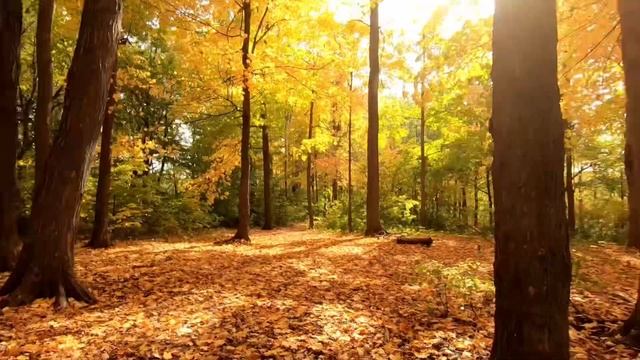 Autumn Foliage The Noise Of Wind And Nature???