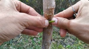 прививка дерева глазком