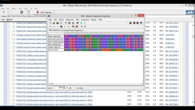 MEGA (Molecular Evolutionary Genetics Analysis) Tutorial!!!