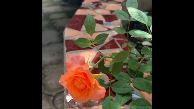 Капризные КОМНАТНЫЕ РОЗОЧКИ🌹То да это им не так😠 Плюнула…и высадила в сад! (муз. J. Shaw) смотреть онлайн