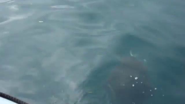 КАМЧАТКА. Морская рыбалка на гигантского палтуса! смотреть онлайн