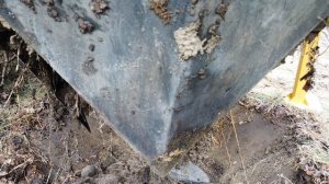 Пересадка горной сосны.