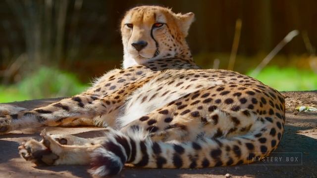 ACEPC AK1 4K Mini PC Intel J3455 - 4GB + 32GB EMMC, WIN 10 смотреть онлайн