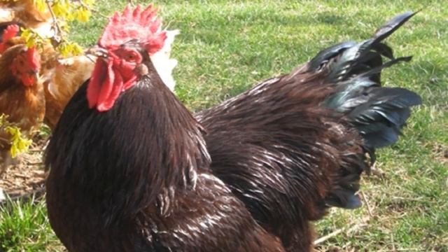 7 СПОСОБОВ Как отучить курицу клевать яйца | Почему куры клюют яйца | Куры смотреть онлайн