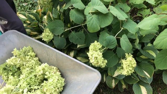 Древовидная гортензия Анабель смотреть онлайн