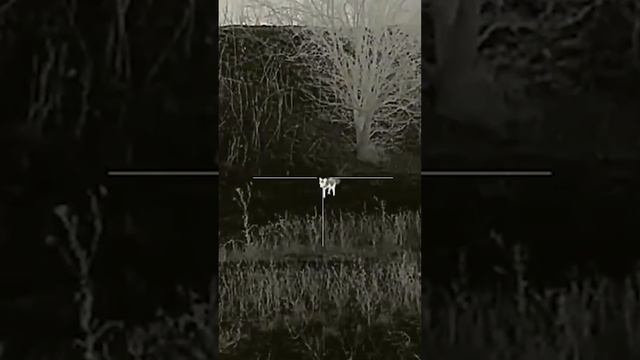 Охота с тепловизором на лису 2 смотреть онлайн