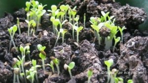 287. Как посеять салат. Проверенные способы, разные варианты