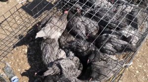 🛑Скотный рынок Манас четверг 28 сентября  Дагестан Цены на Скот