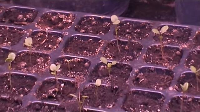 Какая температура нужна всходам? Что растет в моей теплице в начале января. смотреть онлайн