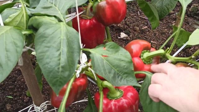 Последний урожай перца сезона 2020 года в теплице. Обзор сортов. Что посадим на следующий год. смотреть онлайн