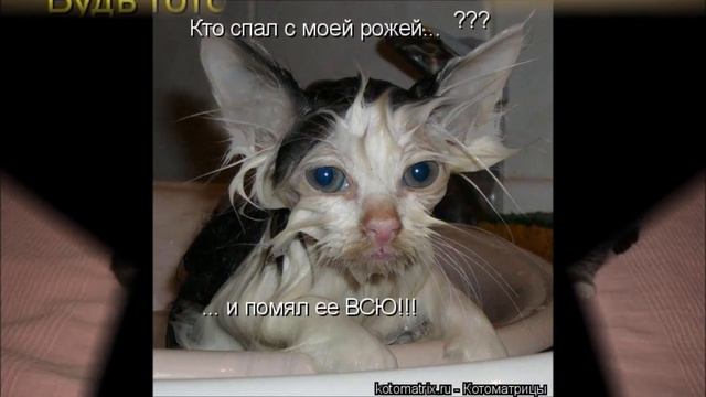 смешные кошки!!! :) FANNY CATS!!! Серия8. смотреть онлайн