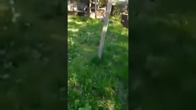 Сахалинский питомник. смотреть онлайн
