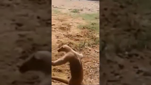 Пёсик и муравьед смешное видео собачка нападает на муравьеда Dog and the Anteater fighting dog bark смотреть онлайн