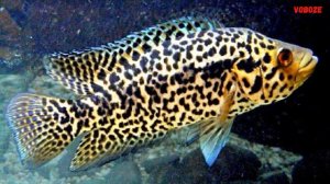 Манагуанская Цихлазома Содержание в аквариуме разведение и совместимость Манагуанской Цихлазомы