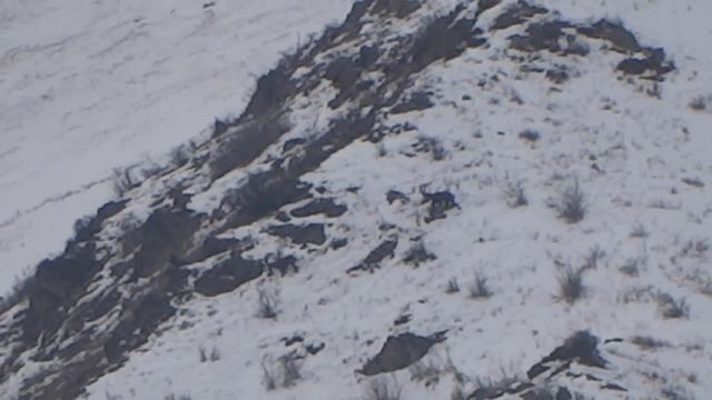 Сибирский горный козёл ibex hunting. смотреть онлайн