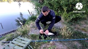 РИБАЛКА В ПОЛЬШЕ,КАРП ЗЕРКАЛЬНИЙ