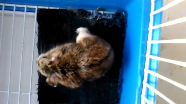 Выжить после булавки смотреть онлайн